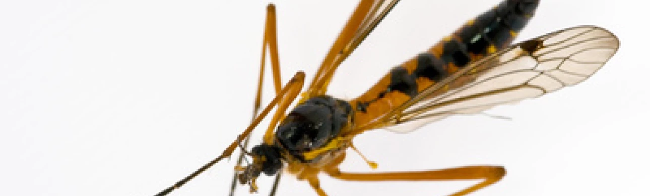Vdechnutí komára může vyvolat alergickou reakci 