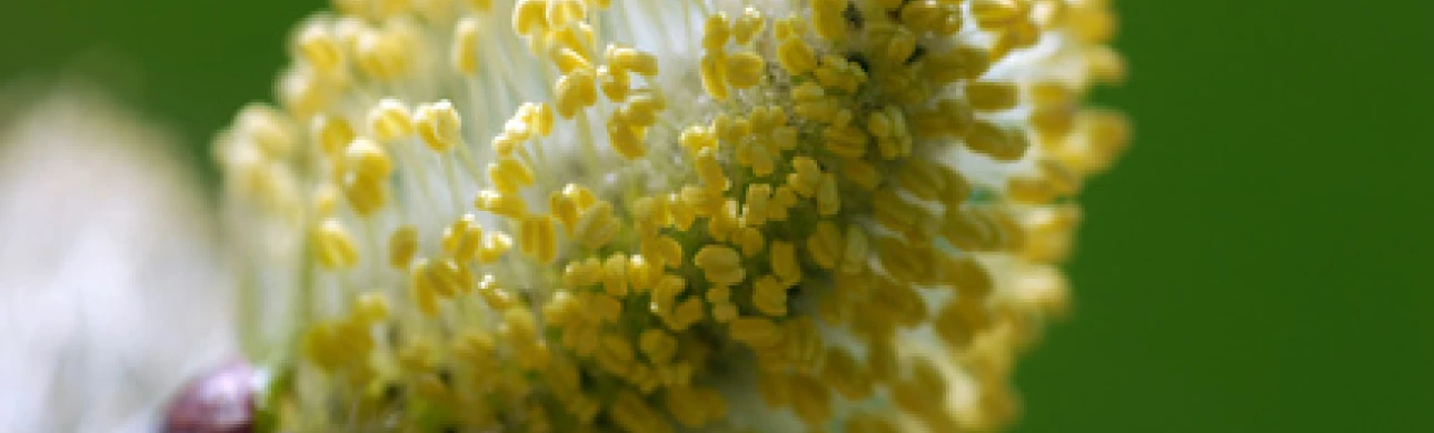 Pylový extrakt pomáhá léčit alergii
