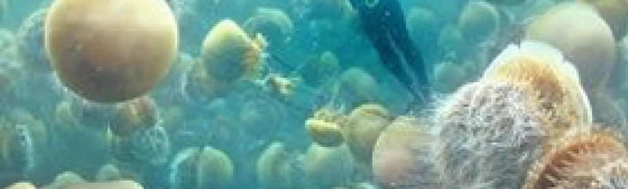 Rizika přímořské rekreace – nebezpečí poranění medúzou