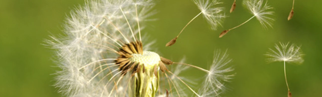 Pylová zrna přenáší hmyz i vítr