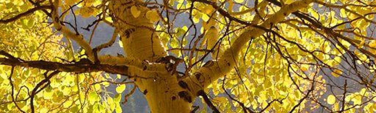 Podzimní pylová sezona aneb Nahradí babí léto alergikům jaro?