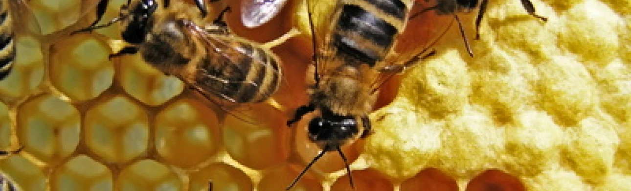 Alergie na hmyzí bodnutí