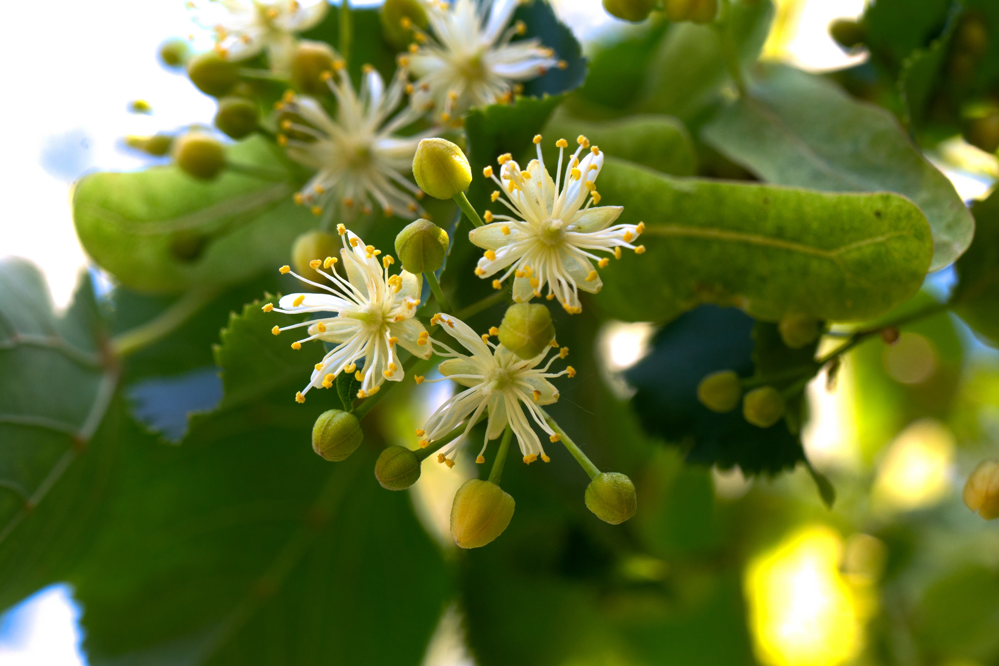 Lipa Native Tree Lípa | Pylová Služba